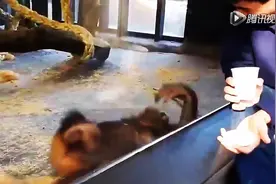 大猩猩被魔术逗的哈哈大笑，真会玩图片