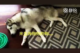 主人让哈士奇假装中枪装死，还让它哭两声，二哈这演技必须给满分图片