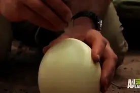 在沙漠里不用锅怎样吃鸵鸟蛋？看完整个人都不好了！图片