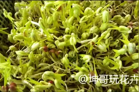 三分钟教会你在家种植绿豆芽视频封面