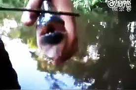 食人鱼有多厉害？看它咬树枝的样子就可想而知了！图片