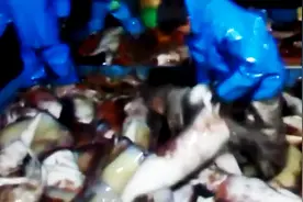 国外渔民夜晚深海手钓巨乌，乌贼又大又多，看的太过瘾了图片
