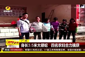 广西 身长3.5米大蟒蛇 四名农妇合力擒获视频封面