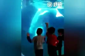 一只会调戏小孩的白鲸，太逗了图片