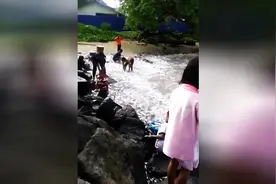 这是怎么了？鱼儿疯了似地往岸上跳！图片