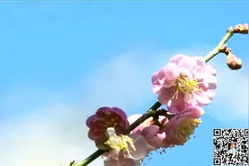 峁圪垯组合王建宁《走西口的人儿回来了》图片