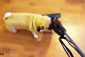 爆笑集锦：巴哥犬大战吸尘器图片