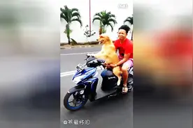 汪星人驾驶摩托带着主人去兜风图片