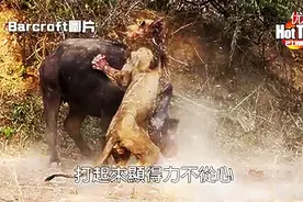 死斗水牛一小时，雄狮居然战死！森林之王居然也有这样的下场！图片