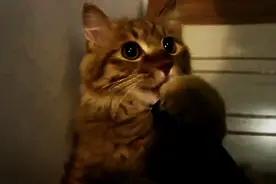 猫咪喜欢抱着吸尘器舔，下巴被吸住了还乐此不疲图片