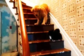 狗狗下楼梯时遇到趴在楼梯上的猫，直接腿软不敢过，吓成这熊样了图片