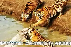 悲催的越狱，动物园牦牛越狱却误入虎池被活活咬死视频封面