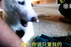 主人带回家一只刺猬，结果家里的狗狗吃醋了，这反应太逗了！图片