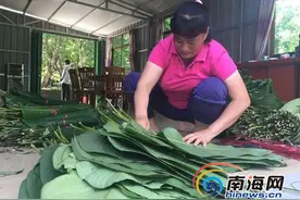 琼中农民林下套种粽叶 “搭车”互联网年入920万元图片