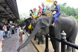 只要629元 就能潇洒曼谷+芭提雅2日游图片