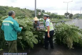 绵阳凌晨狂风暴雨 多处行道树被腰斩图片