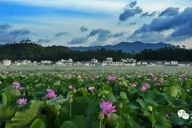 不夸张，中国最美的莲花在这里图片