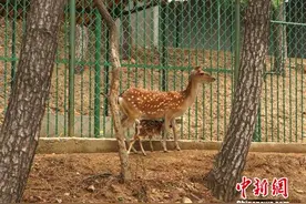 台湾赠送大陆梅花鹿第七胎为雄性 取名“淘淘”(图)图片
