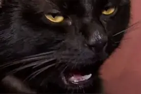 猫咪误食防冻液中毒濒死 伏特加酒是解药图片