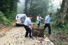 云南：村民非法驯养、繁殖野生动物被查处图片