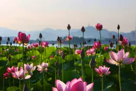 盛夏时节话食荷图片