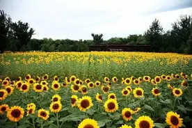 北京向日葵主要观赏地原来在这，还等什么？快来拥抱金色的花海吧！图片