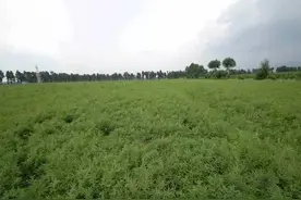 中国农企在俄远东种植中草药，挖到新商机图片