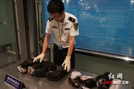 长沙机场口岸首次截获7只熊掌图片