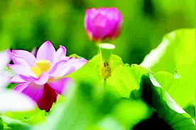 花溪十里河滩：香风十里弄晴晖图片