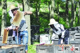 年产近五千吨产值一亿多元 天水养蜂业成农民致富新途径图片