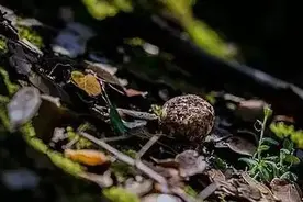 人间至味是松茸，背后艰辛知几多？图片