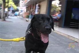 拉布拉多犬走丢  爱心接力找到主人图片