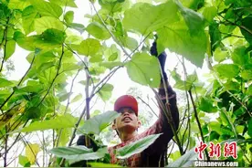 “东桑西移”促广西成桑蚕大省 群山中现“桑蚕村”图片