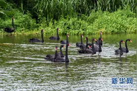 天鹅湖畔的“舞者”——黑天鹅图片