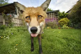 英小狐狸私闯民宅 不惧镜头吐舌卖萌图片