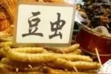 慎点！这种虫子做成菜，卖几百元一盘！敢吃吗？图片
