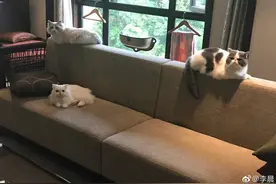 范冰冰鹿晗胡歌 这些明星家的宠猫简直是“猫生赢家”图片