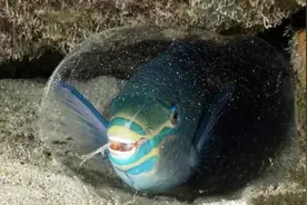 它是鱼类中的宇航员，自带睡袋，本身无毒却藏毒！图片