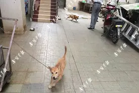 惊！南宁这个管理部门，竟长期盘踞了3条土狗，有人去办事被咬伤图片