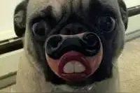 消防辩论第3期丨非专业人员该不该参与到救火里图片