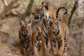 BBC称禁猎老虎致狮子骨骼交易猖獗：虎骨不够狮骨凑图片