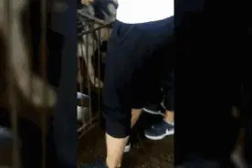 阿拉斯加15元一斤！贵阳这家“黑作坊”屠宰宠物狗？相关部门前来处理，却尴尬了……图片