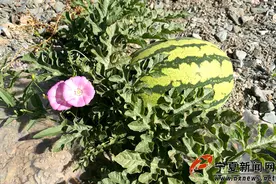 中卫硒砂瓜基地：石头缝里一年种出15亿图片