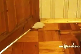 胖成球的仓鼠居然从狭窄的门缝下面钻过去了，简直不可思议！图片