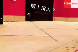 一只鹦鹉偷入主人房间成功后，发出得意的笑声，瞬间让它笑翻了图片