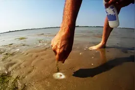 海滩上找个洞口，撒点东西在上边，竟从洞里钻出来一个东西图片