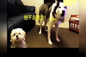 主人经常带其它狗狗回家，二哈生气找主人吵架，最后彻底崩溃了图片