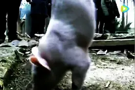 猪坚强，牛逼！励志！图片