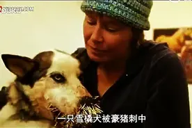 哈士奇跟豪猪干架，被豪猪扎了300多根刺，玩大了，看着好疼图片