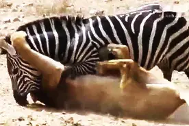 生死逃亡：斑马被狮子咬脖仍拼死反抗成功挣脱图片